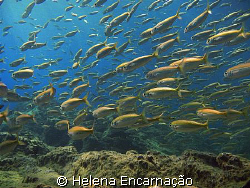 A school of Boops boops escaping...with Canon PowerShot A... by Helena Encarnação 